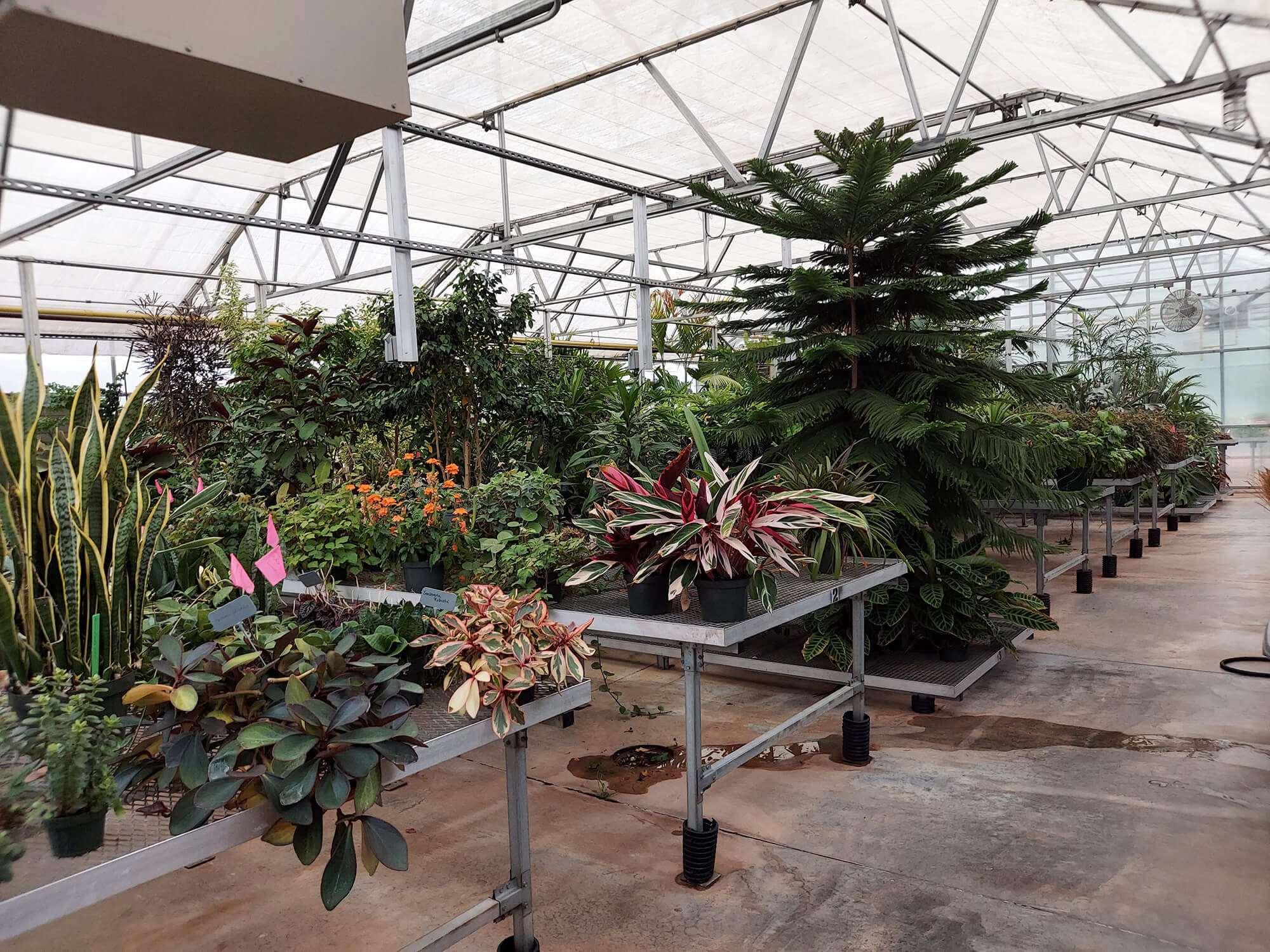 Greenhouse 2A