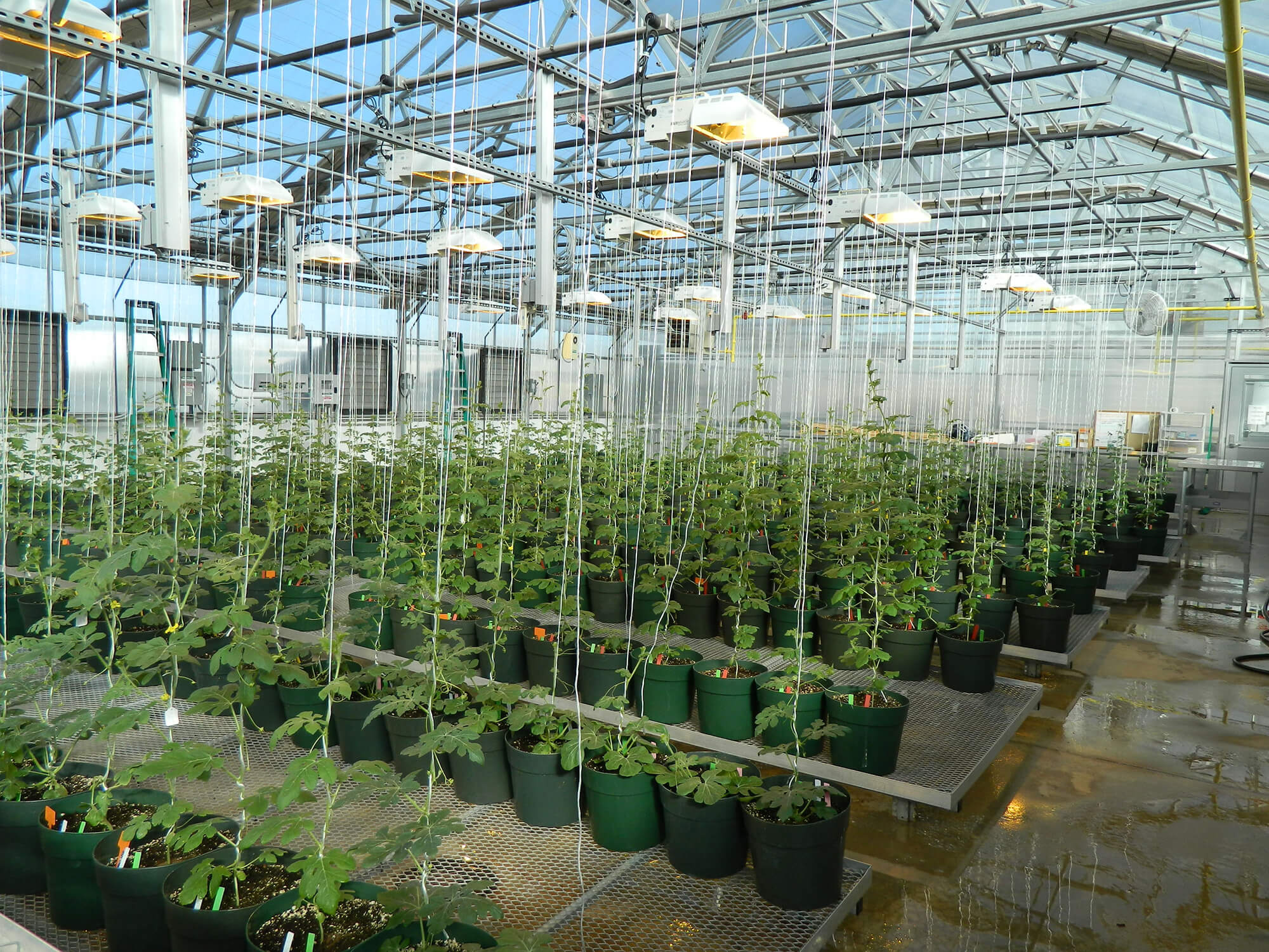 Greenhouse 3B