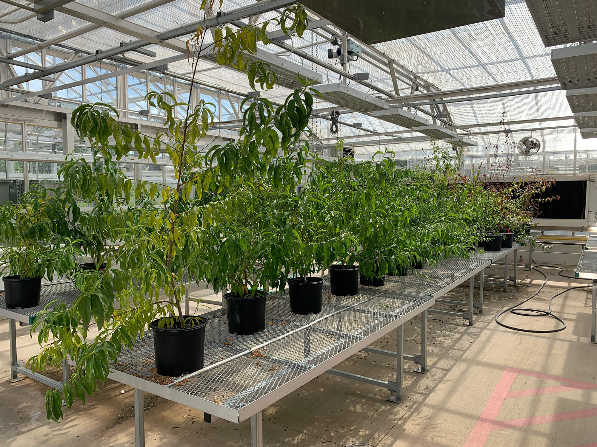 Greenhouse 5C