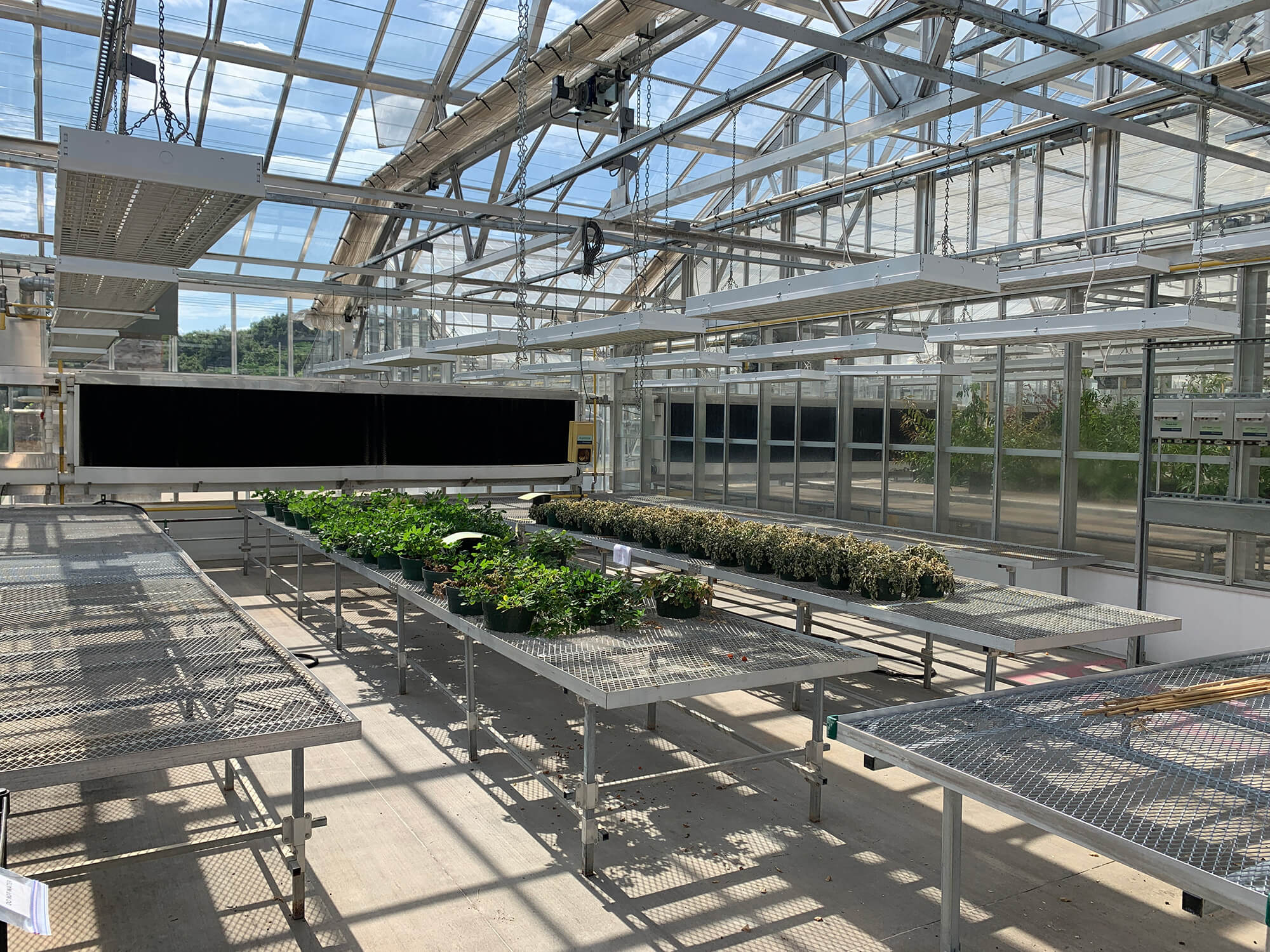 Greenhouse 5D